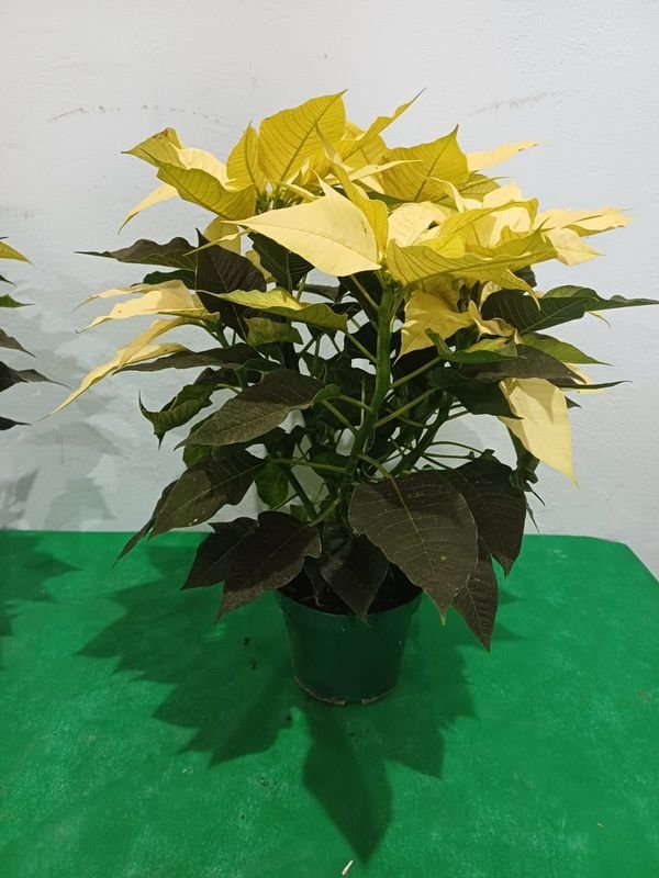 Item 848677 - Image 2