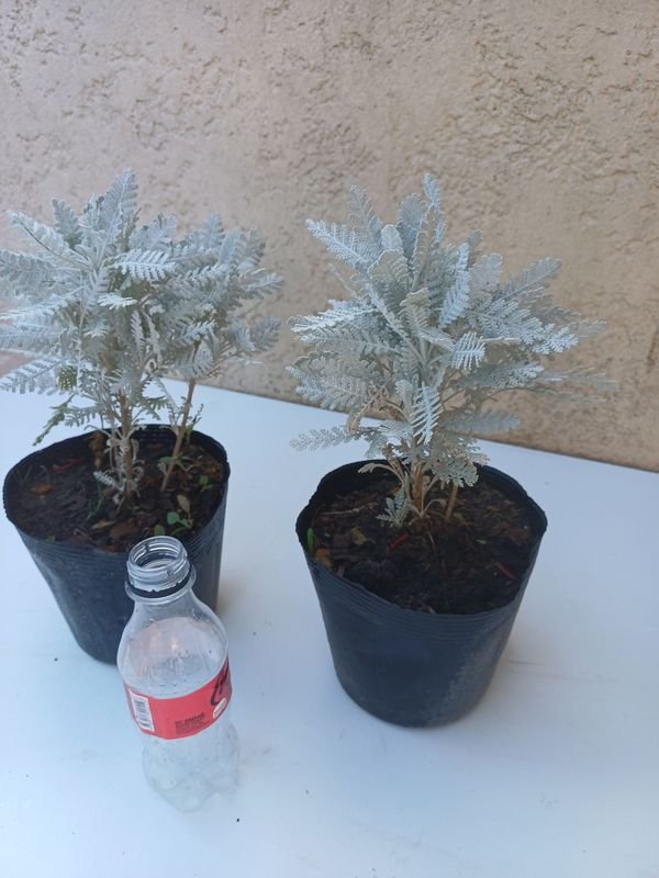 Item 894165 - Image 1