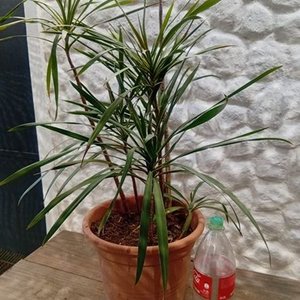 Drácena en Maceta de 2 Litros - imagen 1