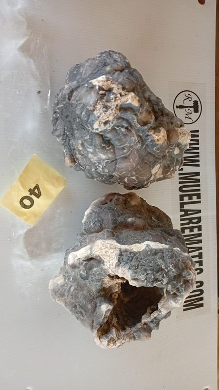 Lote siguiente: Conchas geológicas con agujeros
