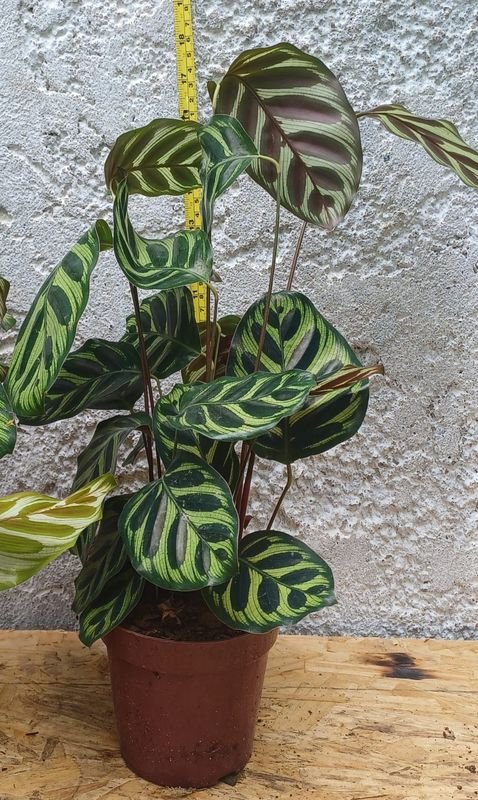 Item 929880 - Image 1