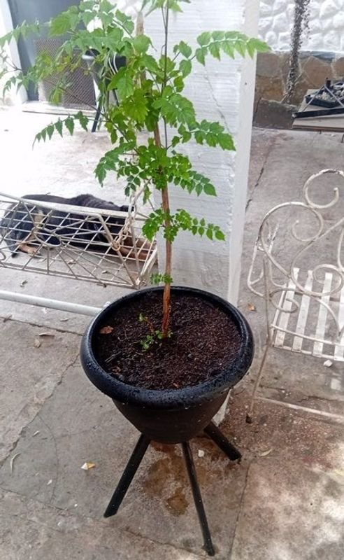Trompa de Fuego (Campsis Radicans) - Planta exótica en venta - imagen 4