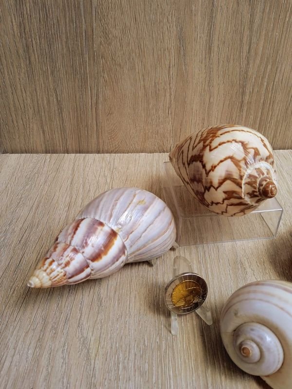 Item 884184 - Image 1