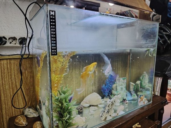 Aquario completo con peces y decoración