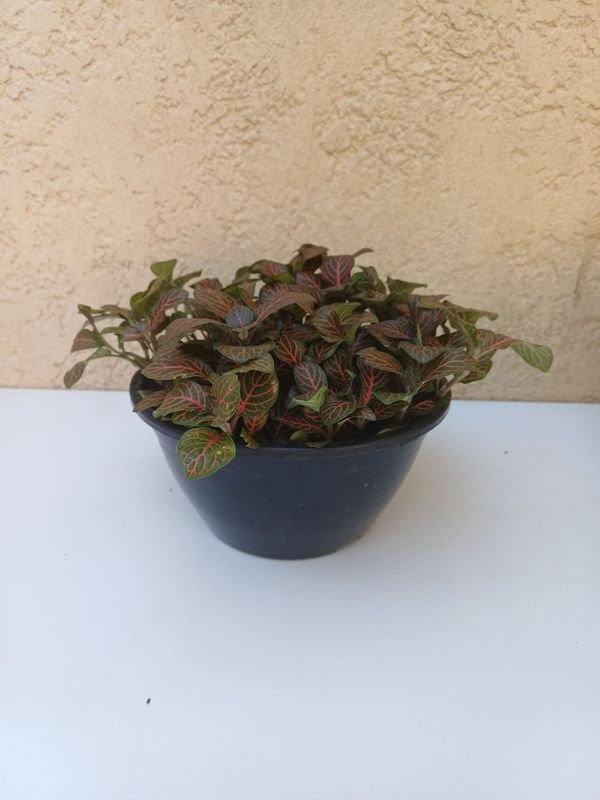 Planta en macetas con hojas verdes y rojas - imagen 2