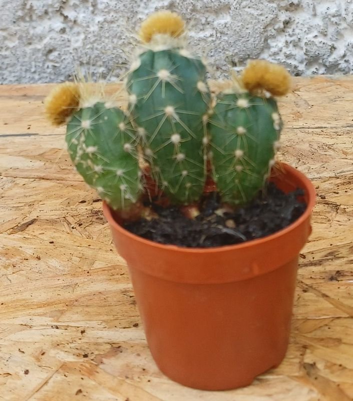 Item 929694 - Image 2