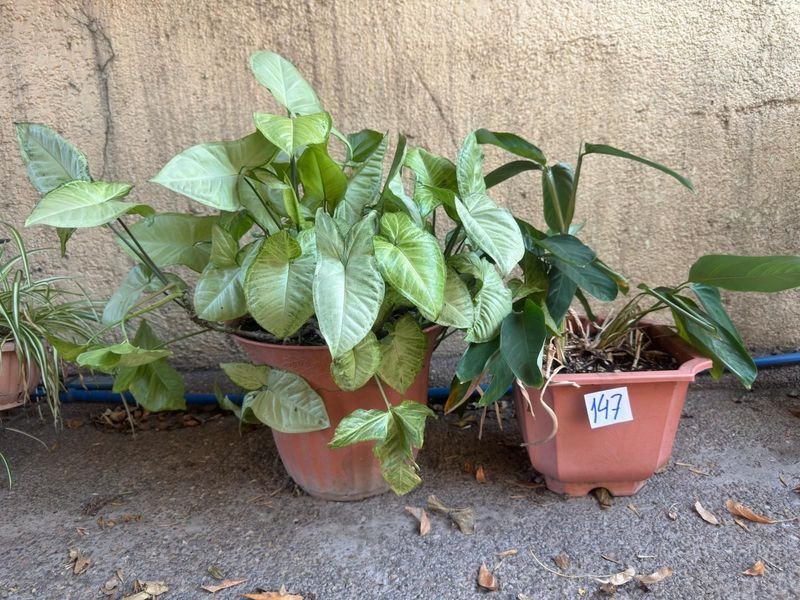 Item 892403 - Image 0