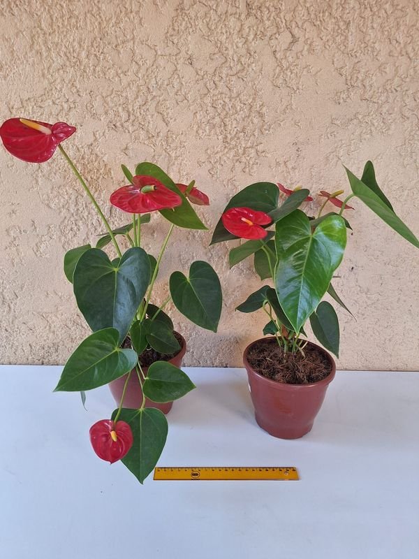 Item 870167 - Image 4