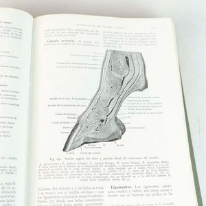 Libro Anatomía de los Animales Domésticos Tapa Dura Salvat - imagen 2
