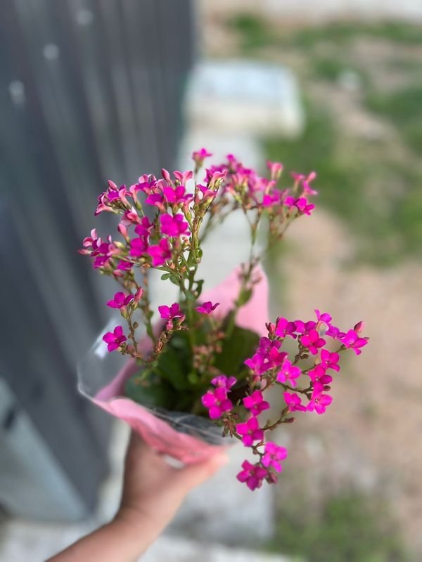 Planta Colorida en la Mano