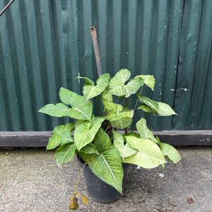 Lote anterior: Planta de interior Syngonium