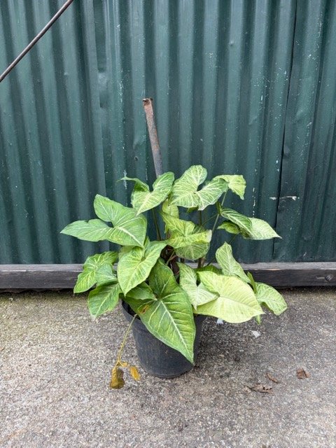 Planta de interior Syngonium