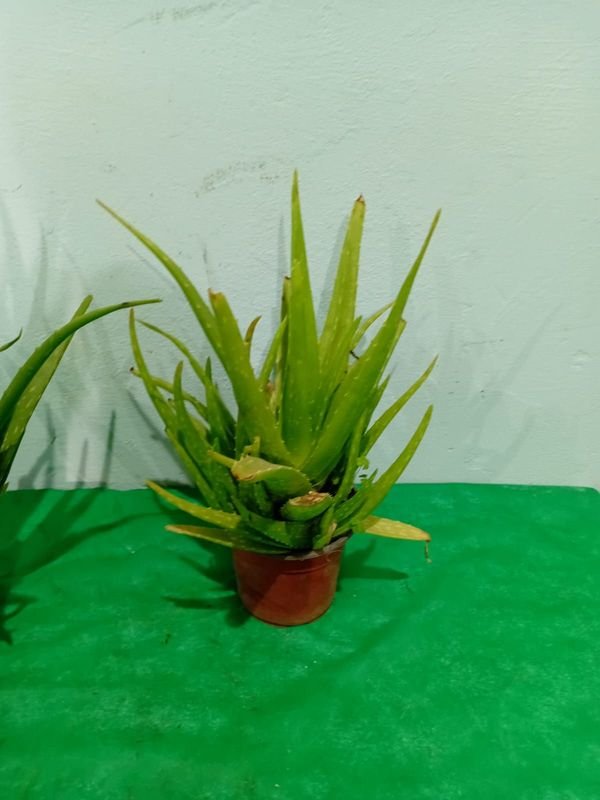 Item 852639 - Image 1