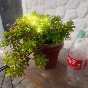Sedum Dorado o Cobre - Planta Suculenta en Maceta de 2 Litros - imagen 3
