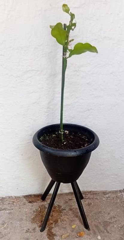 Lote siguiente: Cactus Ilusión de Novia o Reina de la Noche (Epiphyllum oxypetalum) - Planta Exótica