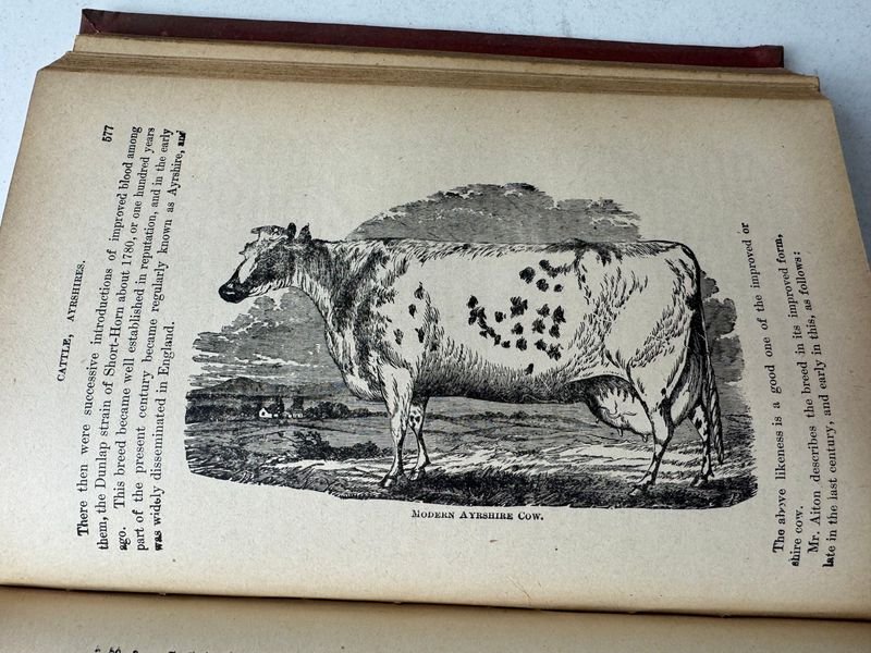 Libro ilustrado de ganado y enciclopedia de animales de granja - imagen 5