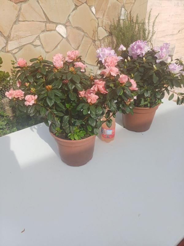 Item 929896 - Image 1