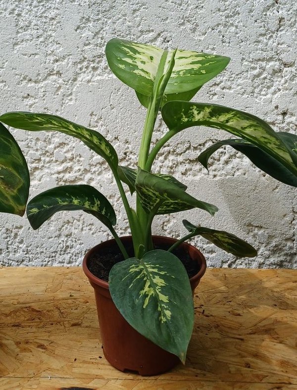 Plantas Difenbachia en Macetas de Terracota - imagen 2