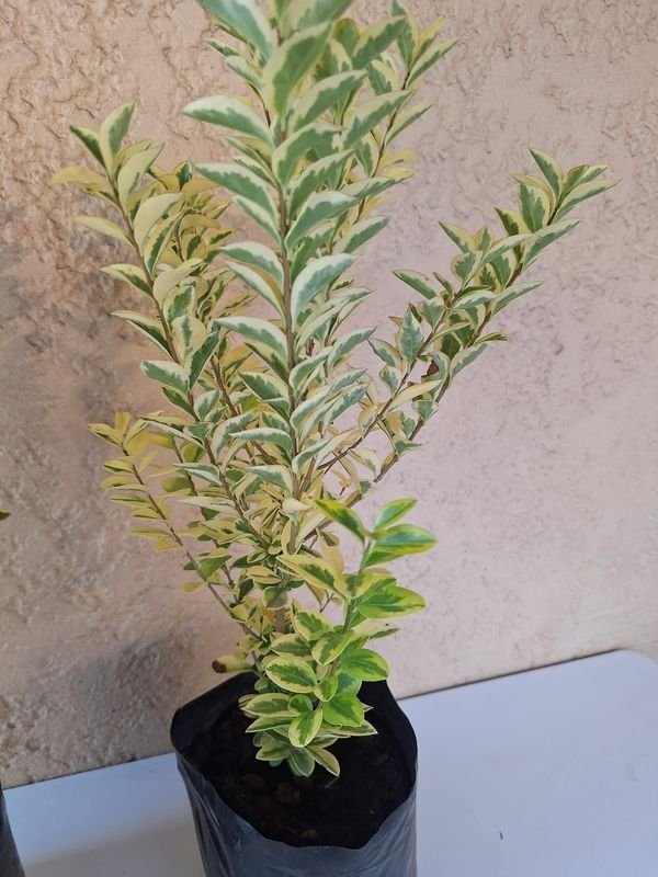 Item 870178 - Image 1