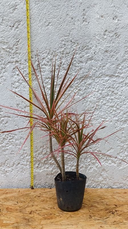 Dracena Tricolor de 60cm. de alto. - imagen 4