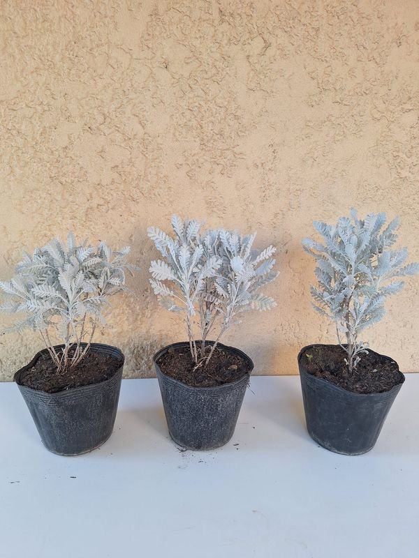 Item 870171 - Image 1