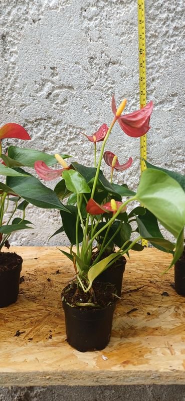 Planta de Anthurio en Macetas de Plástico y Cerámica - imagen 3