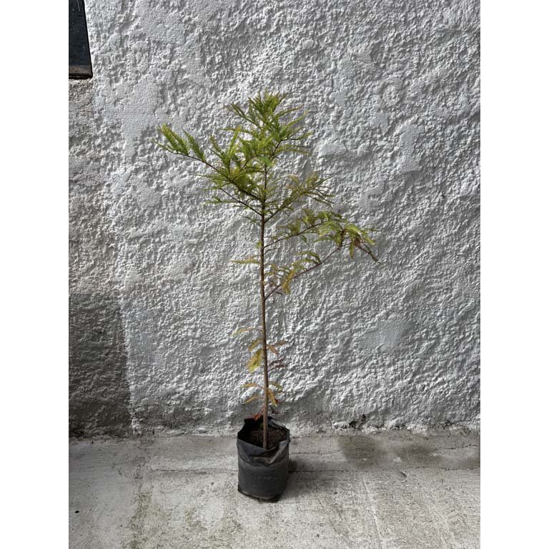 Item 2113599 - Image 0