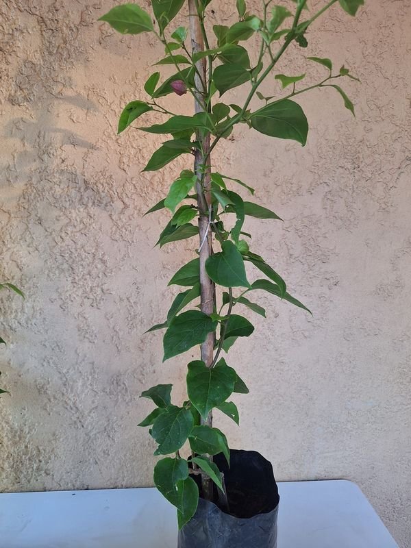 Item 870083 - Image 2