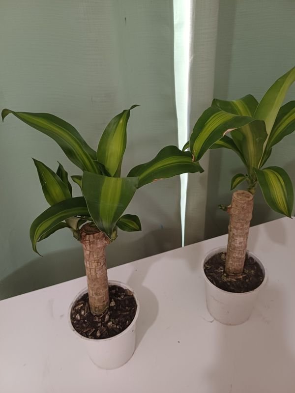 Item 848680 - Image 3