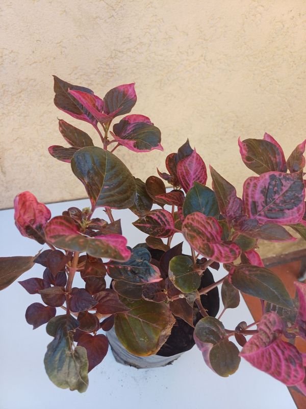 Púrpura de gran tamaño - Planta en maceta - imagen 3