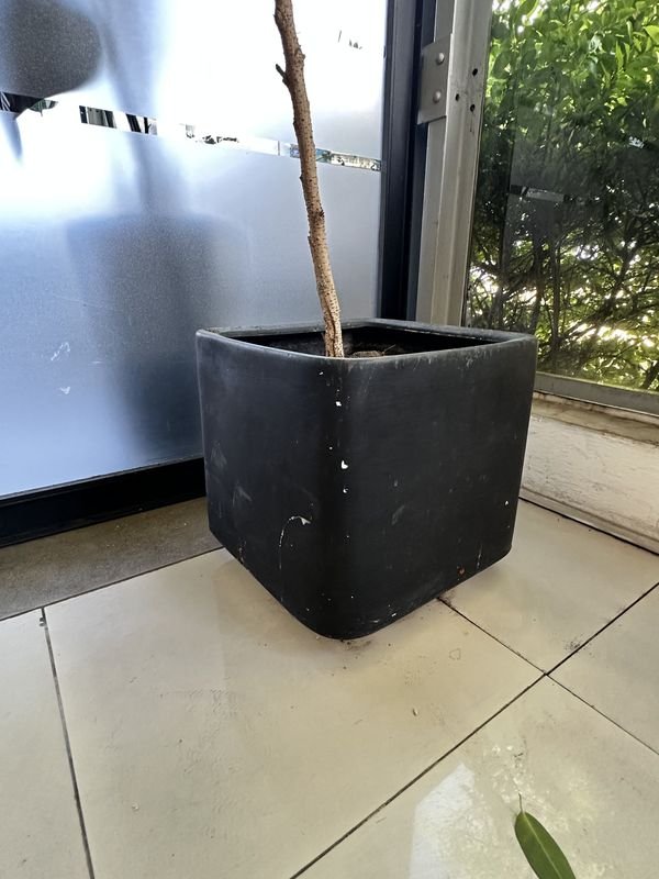 Maceta con árbol limonero para jardín - imagen 3