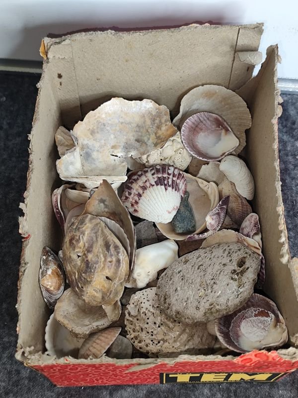 Caja con variedad de conchas marinas y piedras