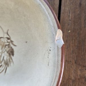 Dos Fuentes Ovaladas de Loza con Decoración - imagen 6