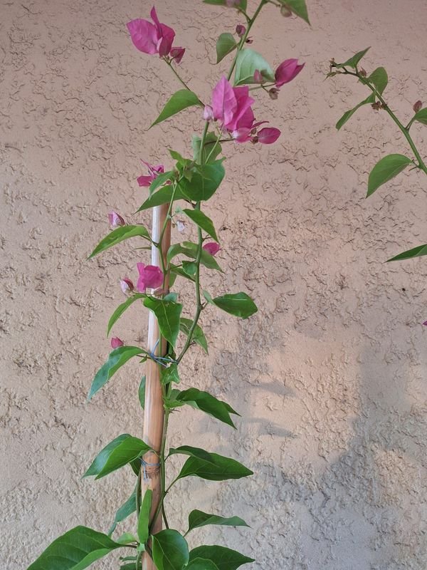 Item 870083 - Image 1