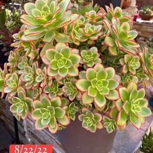 Aeonium Kiwi 'Dream Color' en Maceta Verde - Planta Suculenta - imagen 7