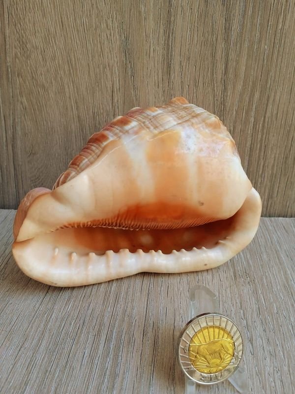 Item 884180 - Image 1