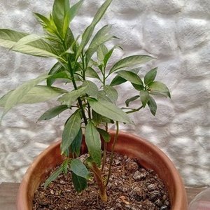 Lote siguiente: Planta Dama de la Noche en Maceta con Envase de 2 Litros