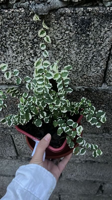 FICUS DISCIPLINADO - Planta en maceta