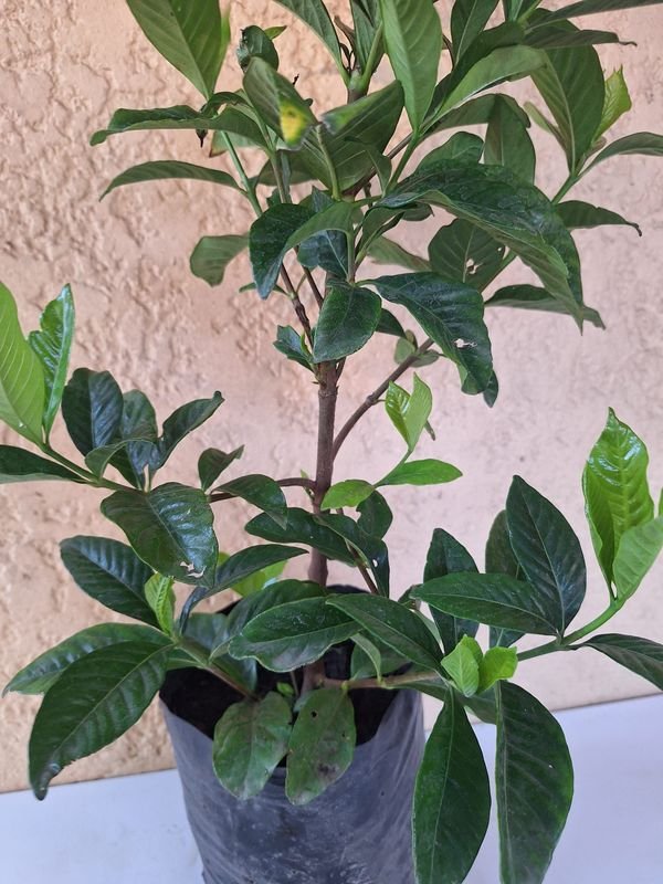 Item 870084 - Image 4