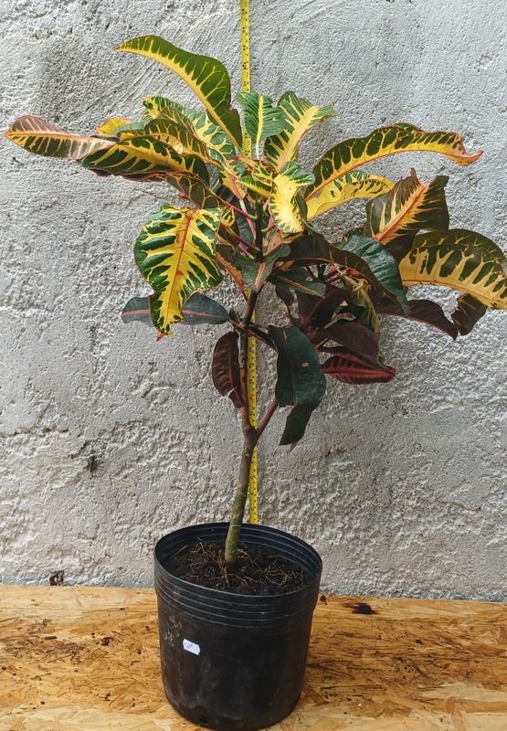 Plantas de Croton, variedad de colores - imagen 5