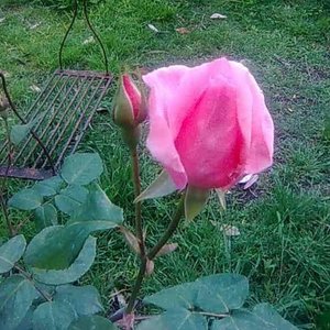 Rosal en Maceta con Flores Rosadas y Botones - imagen 8