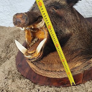 Cabeza de Jabalí Taxidermizada con Colmillos sobre Placa de Madera - imagen 14