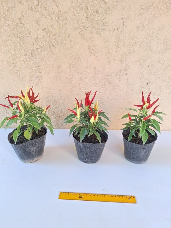 Item 870174 - Image 3