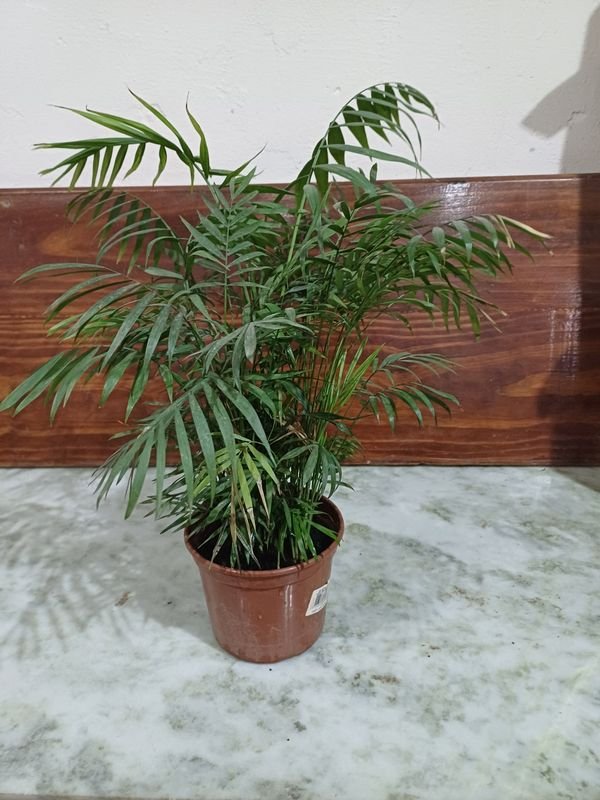 Item 848685 - Image 4