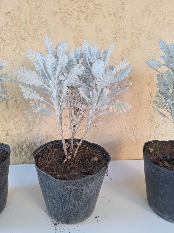 Item 870171 - Image 0