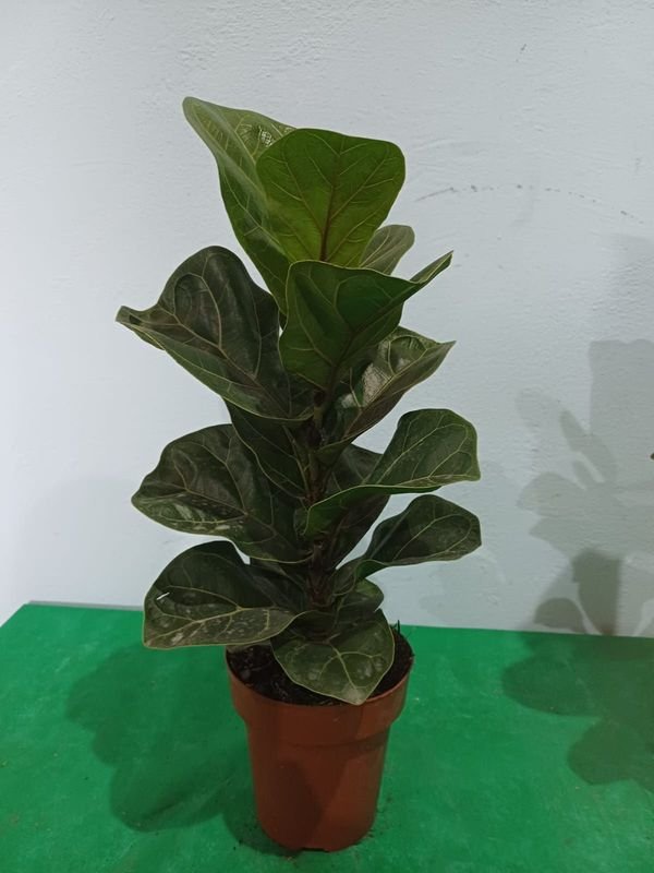 Item 848674 - Image 0