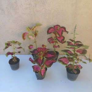 ¡Descubre la mayor variedad de plantas de interior y exterior en venta!