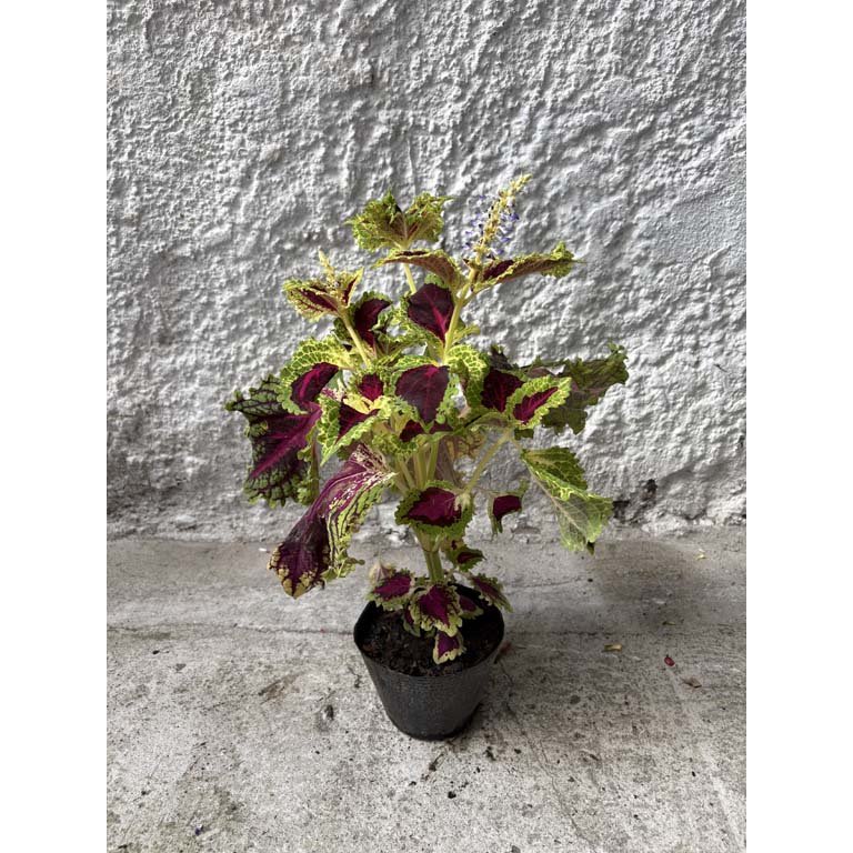 Item 2113556 - Image 0