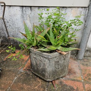 3 Macetones Grandes con Plantas: Malvón, Aloe y Más - imagen 5
