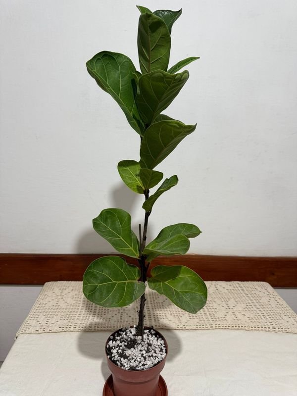 Planta en maceta con decoración